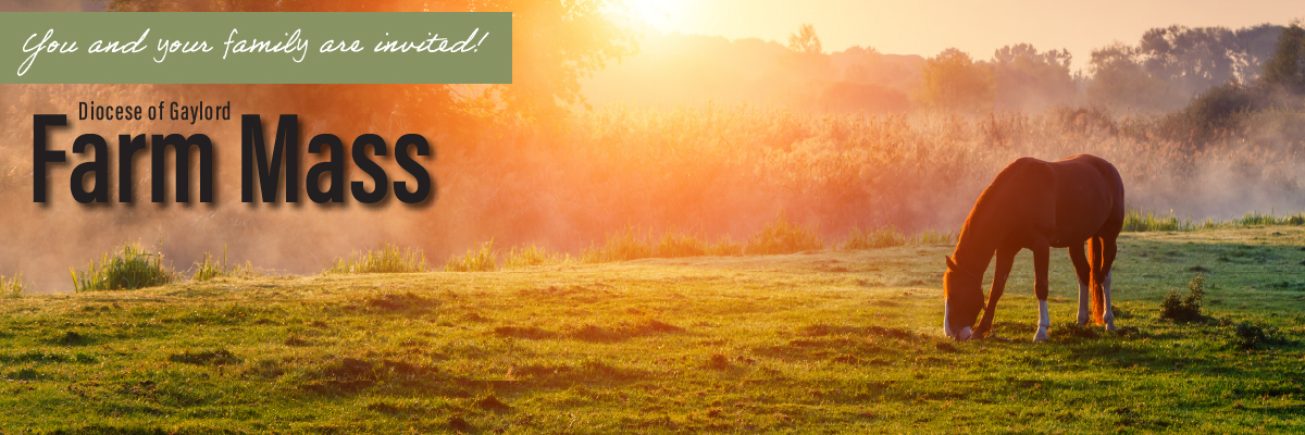 horse in pasture