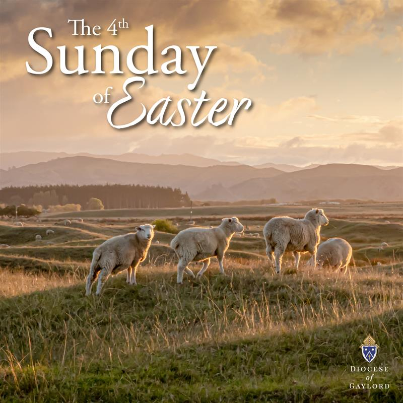 sheep in a hilly field